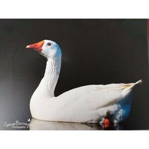 White Goose Photo On Canvas Susan Burroughs Photography
